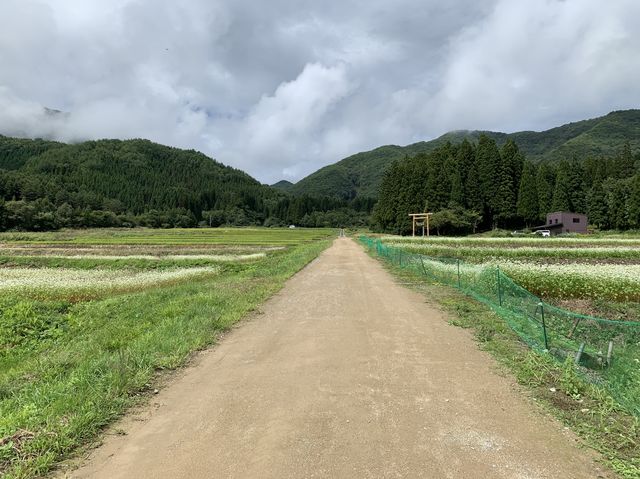 【大自然】清々しく荘厳な雰囲気！？