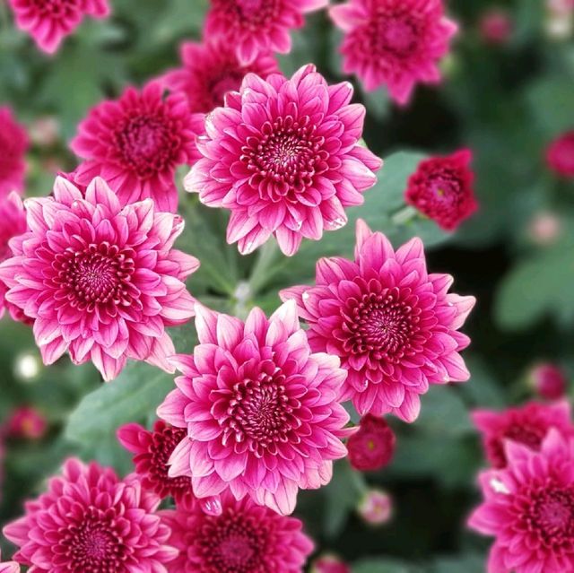 เที่ยวสวนดอกไม้​🌷🌻 