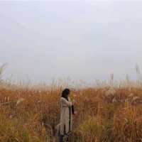 서울근교 가을여행지, 시흥으로 떠나요🌾🍂