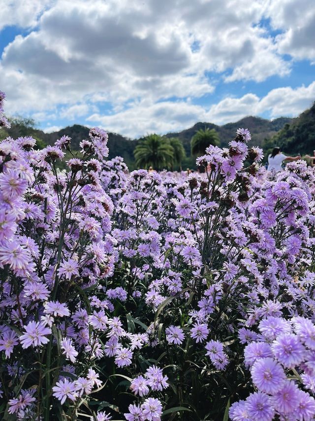 Hokkaido Flower Park Khaoyai - สวนดอกไม้เขาใหญ่ 💐