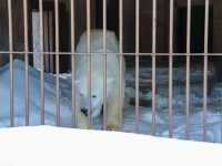 【北海道】雪の動物王国:円山動物園
