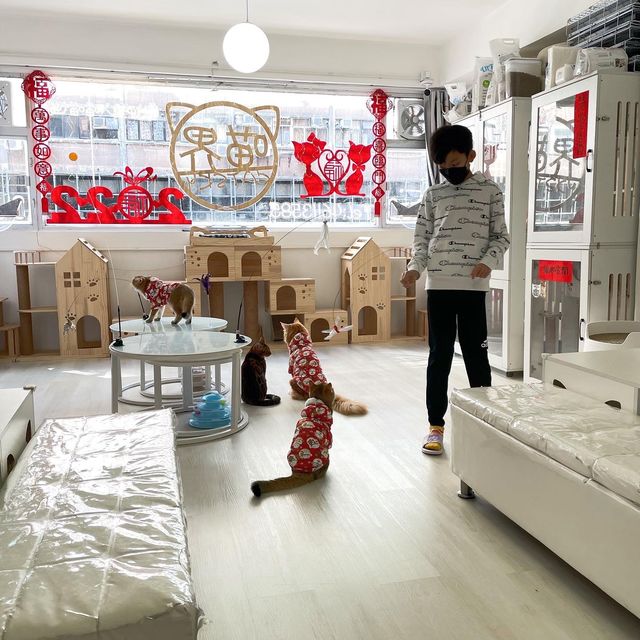 可能係香港最好玩嘅貓cafe 可能係香港最好玩嘅貓cafe