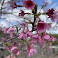 日本一早い桜祭り【やえせ桜まつり】