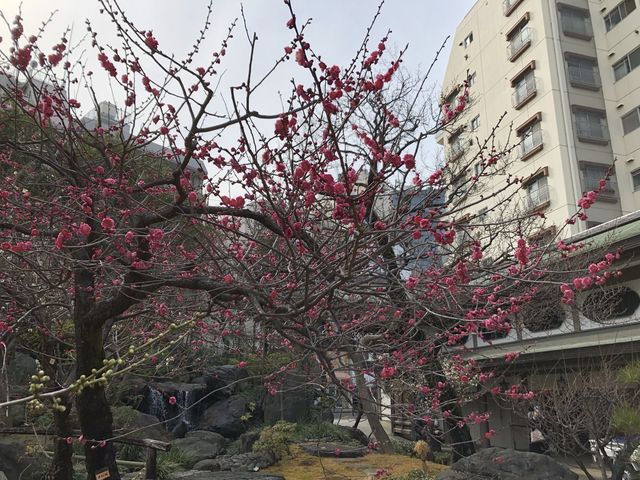 【東京】湯島天満宮 〜梅まつり(3/8まで)〜