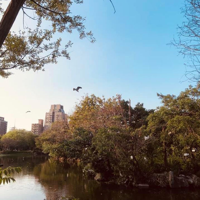 大安森林公園 🌸🌺🌼🌻💐🌷🌹 台北杜鵑花季