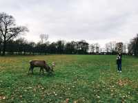 英國Nottingham Wollaton Park - 蝙蝠俠與小鹿