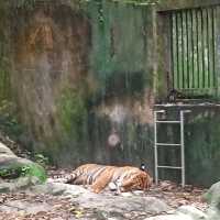 enjoying our zoo trip! 