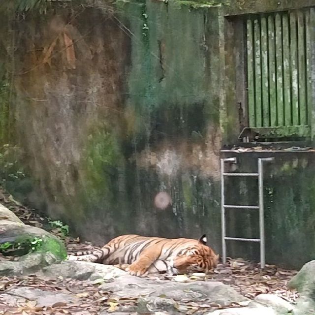 enjoying our zoo trip! 