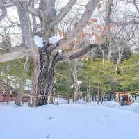 冬の円山公園から北海道神宮にかけて