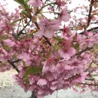 ［河津櫻🌸］- 嘆為觀止🤩