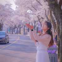 🌸경주에서 가장 예쁜 벚꽃길 [대릉원 돌담길]