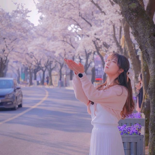 🌸경주에서 가장 예쁜 벚꽃길 [대릉원 돌담길]