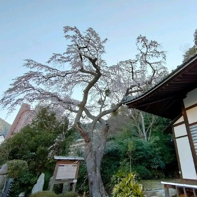 【兵庫 有馬温泉】見るべき桜🌸🌸🌸善福寺🌸🌸🌸