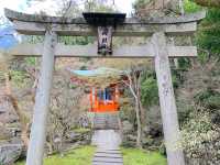 京都　SAKURA 桜めぐり❗️毘沙門堂の枝垂桜に感動❗️