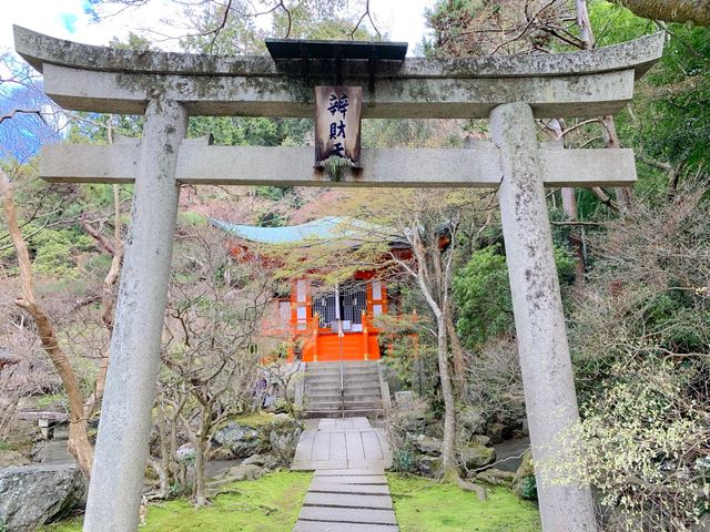 京都　SAKURA 桜めぐり❗️毘沙門堂の枝垂桜に感動❗️