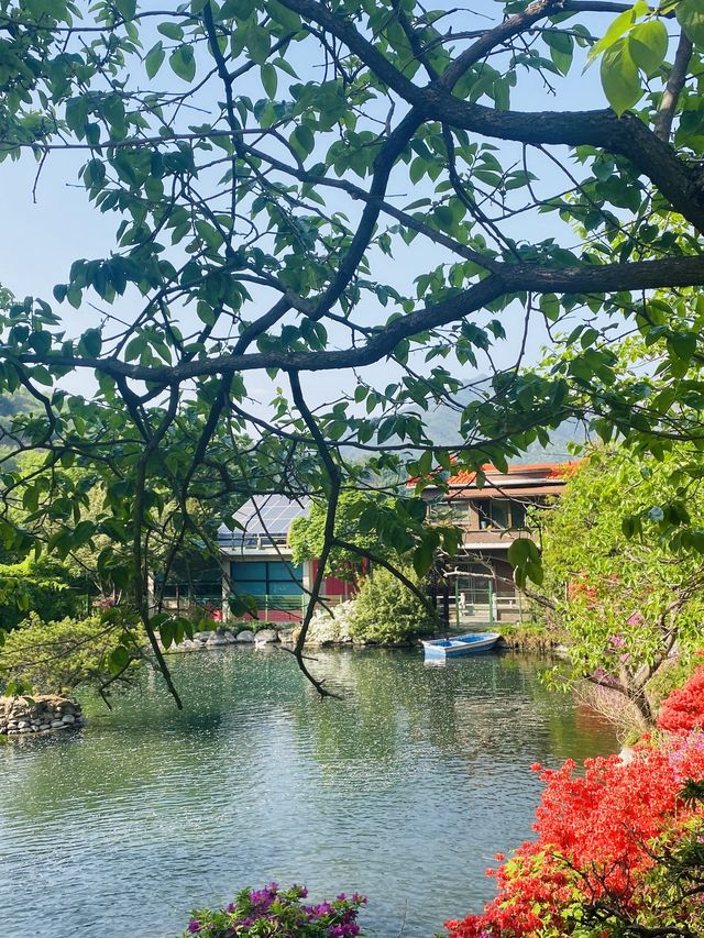 보랏빛 등나무꽃 터널을 만날 수 있는 곳💜
