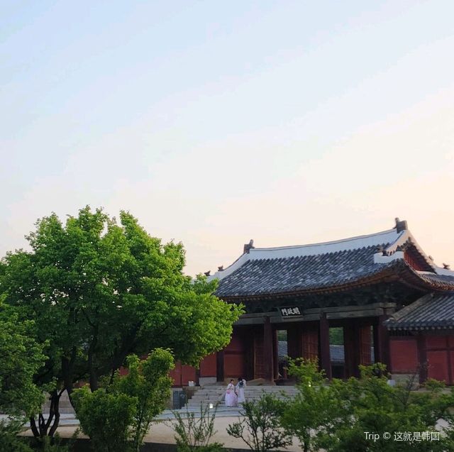지금 날씨에 딱!! 창경궁 야간개장!🌃