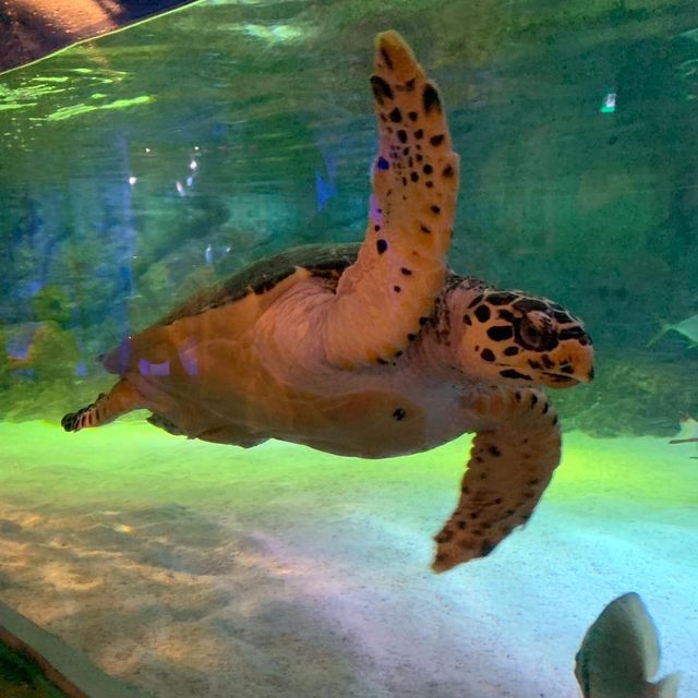 泰國｜曼谷水族館🐬暹羅海洋世界