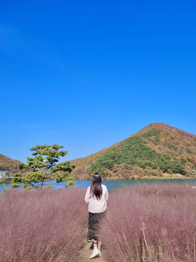 🌿핑크뮬리밭_유리원 카페🌿