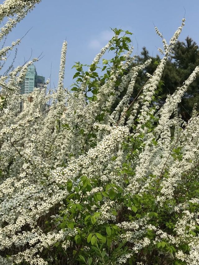 韓國 天空公園｜ 打卡景點