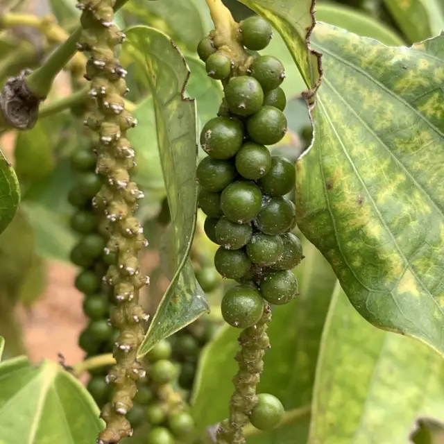 Pepper farm