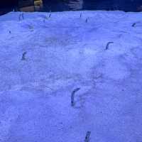 福岡親子遊：去水族館