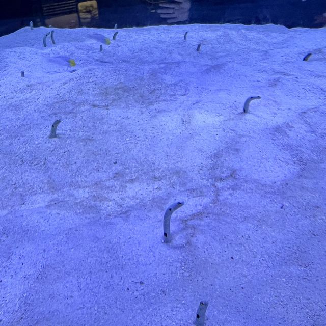 福岡親子遊：去水族館
