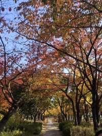 단풍보러 선유도공원 🍁