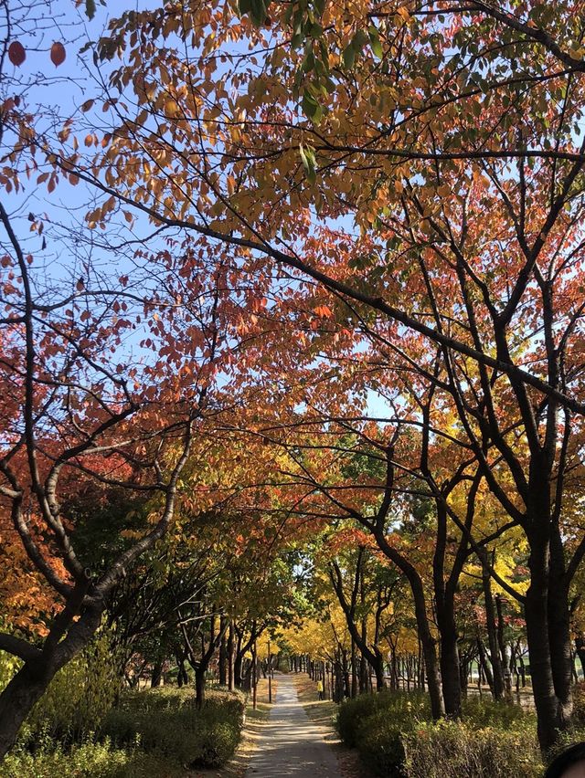 단풍보러 선유도공원 🍁