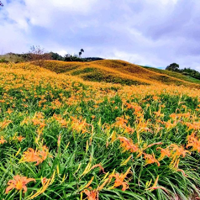 20210901赤科山林家花園金針花況