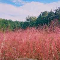 ์ธ์ฐ ํํฌ๋ฎฌ๋ฆฌ ๋ช
์ '์ธ์ฐ๋๊ณต์'