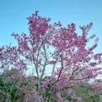 ภูลมโล แปลง2551/3