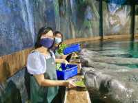 Manatee Mania 😍😍😍