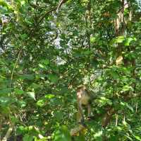 Wonders of Nature at Sungei Buloh Wetland