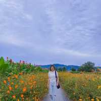댑싸리 황화코스모스 천일홍이 가득한 📍임진강 댑싸리공원