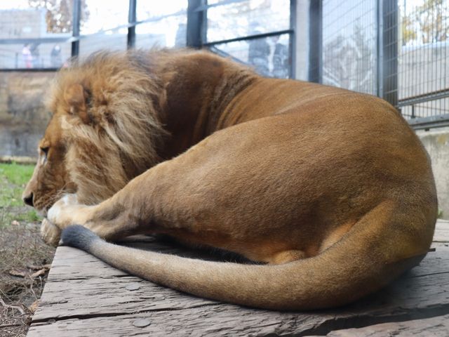 【旭川】北海道の動物が見られる！旭川市旭山動物園をご紹介