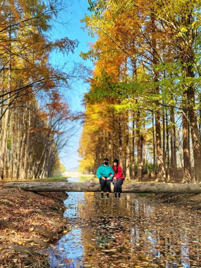4년만에 다시 개방된 산림환경연구원🌳!!!경주 외나무다리 포토존