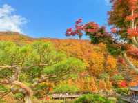 단풍이 너무 예쁘게 물든 화담숲🍁🧡