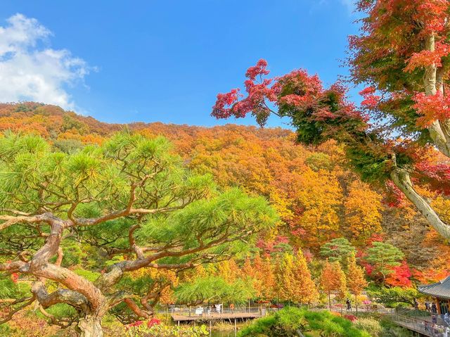 단풍이 너무 예쁘게 물든 화담숲🍁🧡
