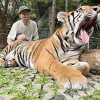 nice trip at Pattaya Tiger Park 