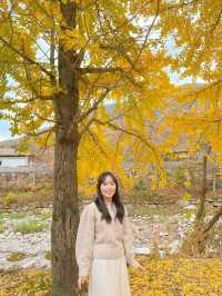 알록달록 예쁘게 물든 은행과 단풍을 볼 수 있는 울산 다담한옥🏠