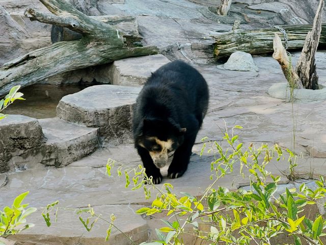 大阪 天王寺動物園 — 睇到香港睇唔到嘅動物