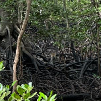 Explore the 🪵mangrove park @ Lumut 