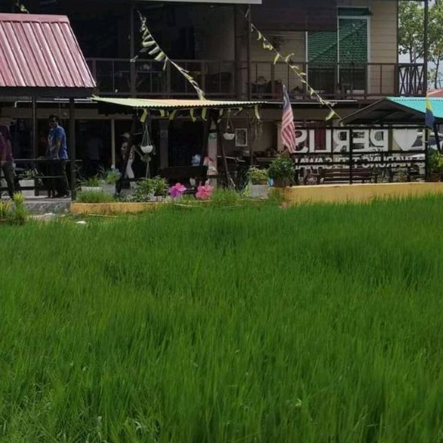 breakfast with green paddy field view