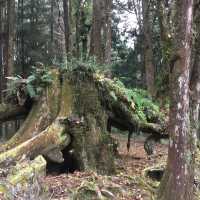 台灣阿里山看日出（第一次登山便看到）