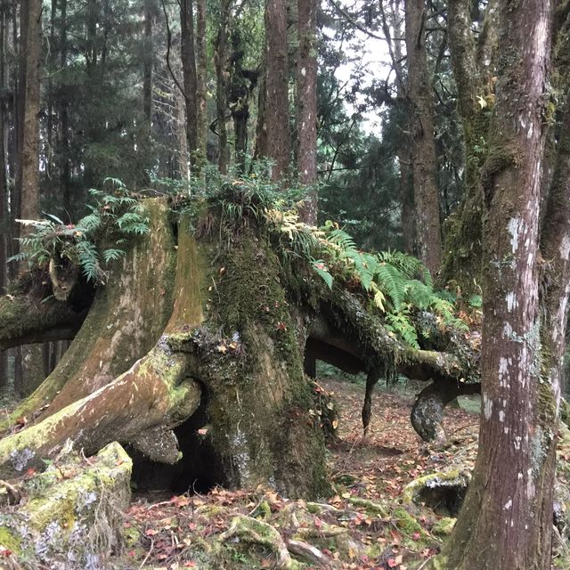 台灣阿里山看日出（第一次登山便看到）