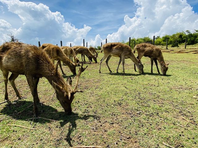 DEER OH DEAR