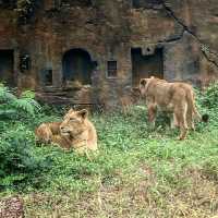 INDONESIAN SAFARI PARK, BOGOR