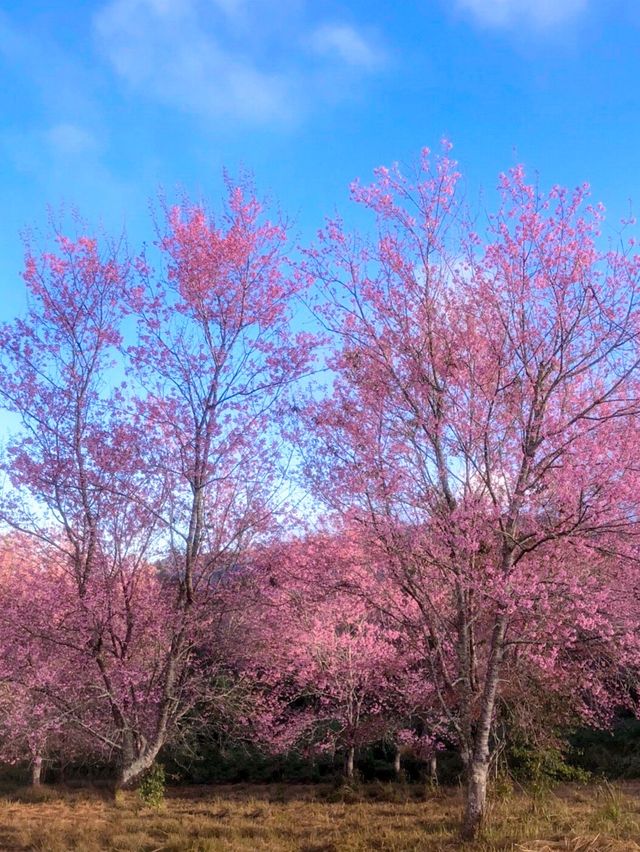 ภูลมโล.. ภูเขาสีชมพู 🌸🌸