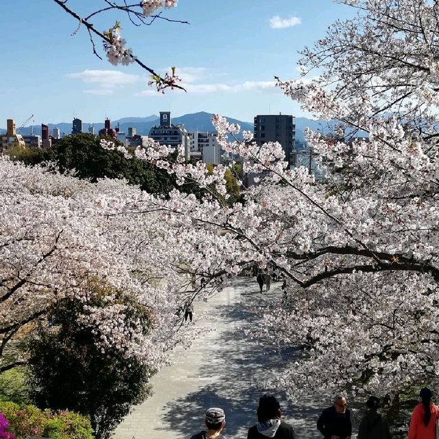 [福岡市]桜🌸満開で花吹雪舞う「西公園」